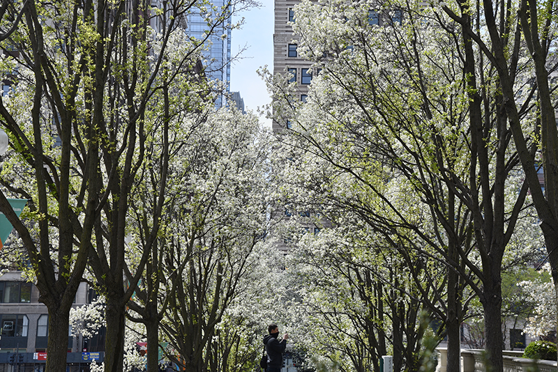 White ash trees bloom near the Art Institute of Chicago's South Garden in the Loop.